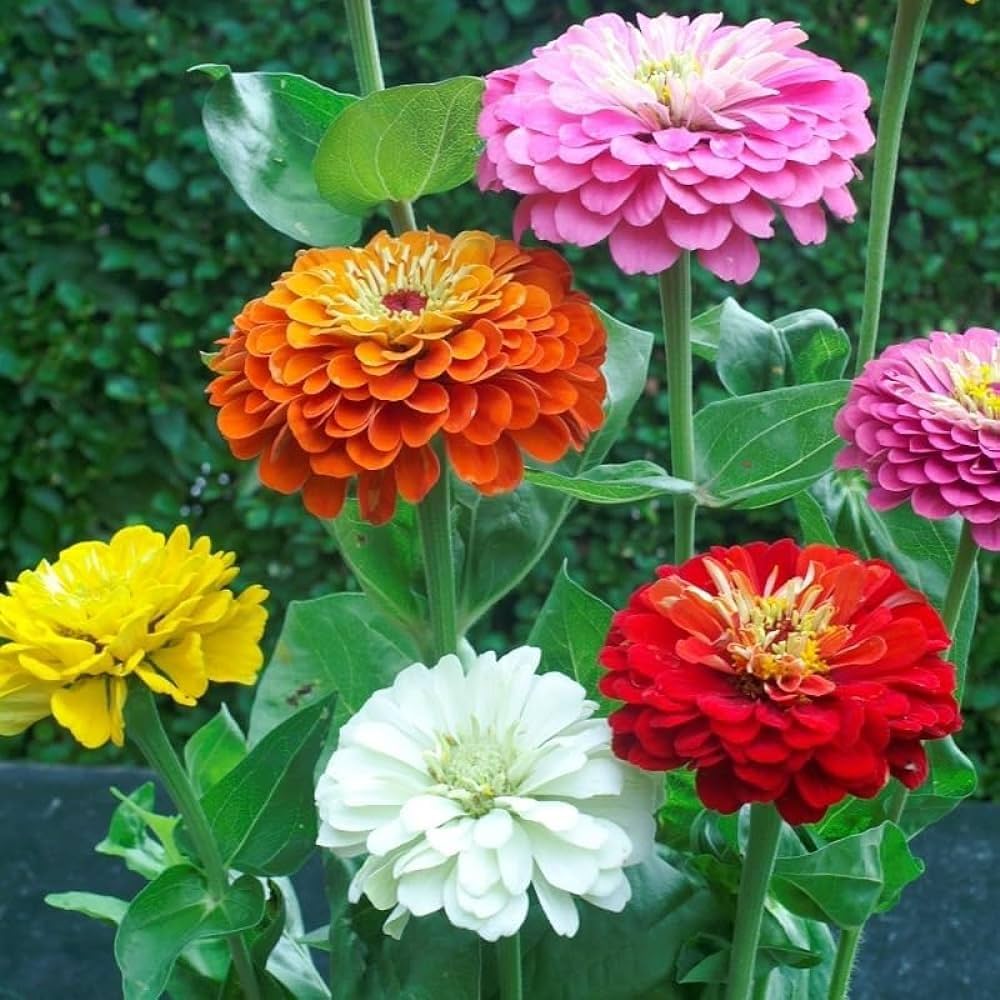 Rich Brown Red Zinnia Flower Seeds for Planting