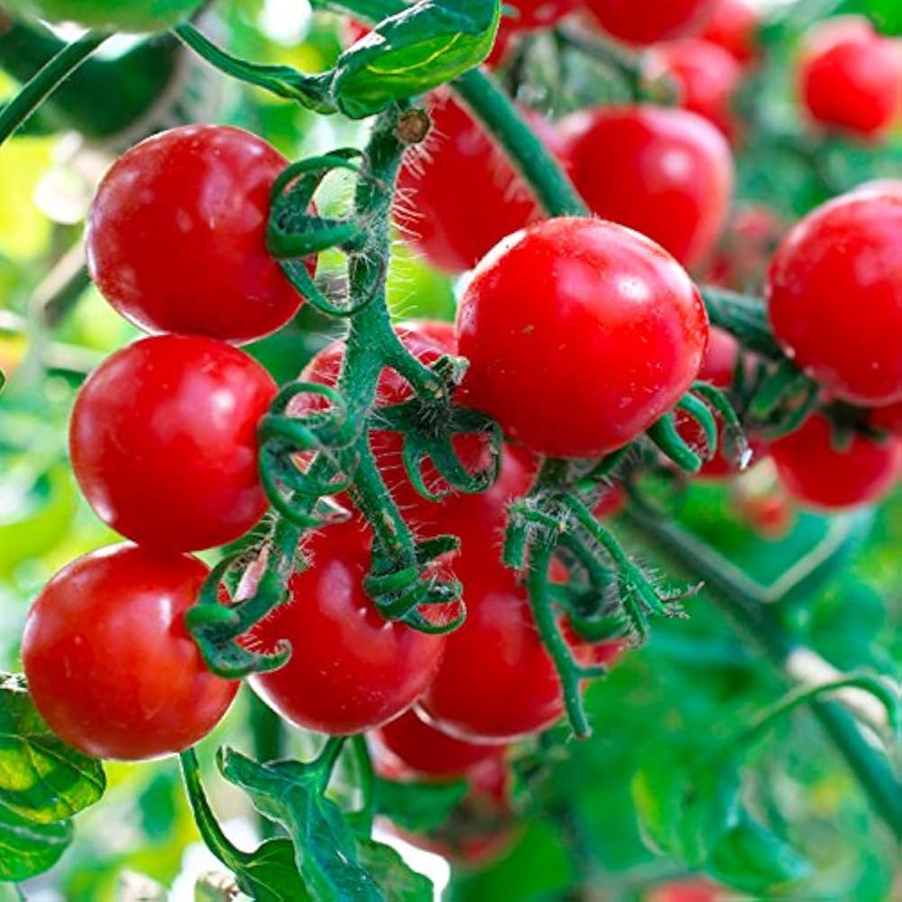 Rich-flavored Dar ZaVolzhzhya tomato grown in garden