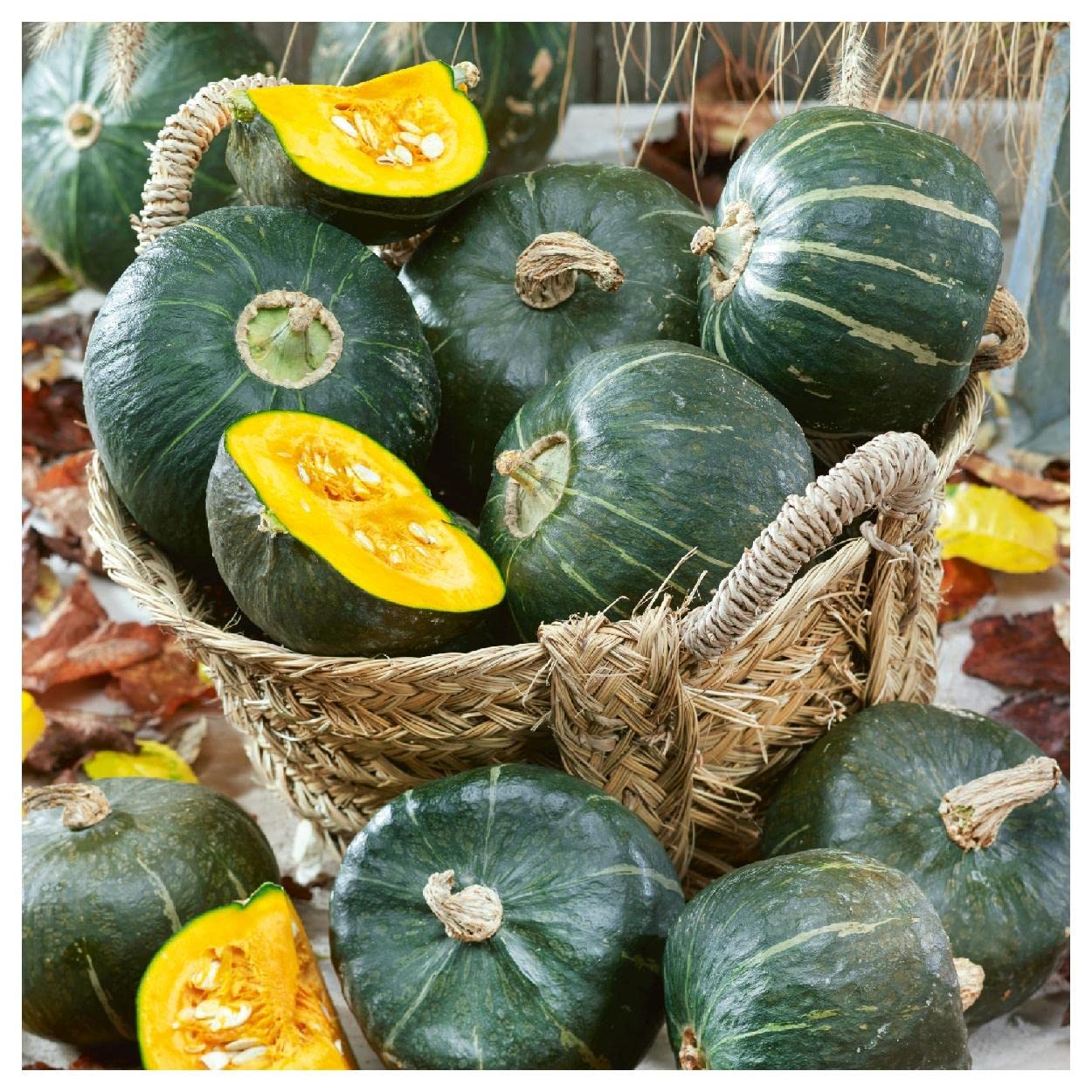 Rich nutty Burgess winter squash growing