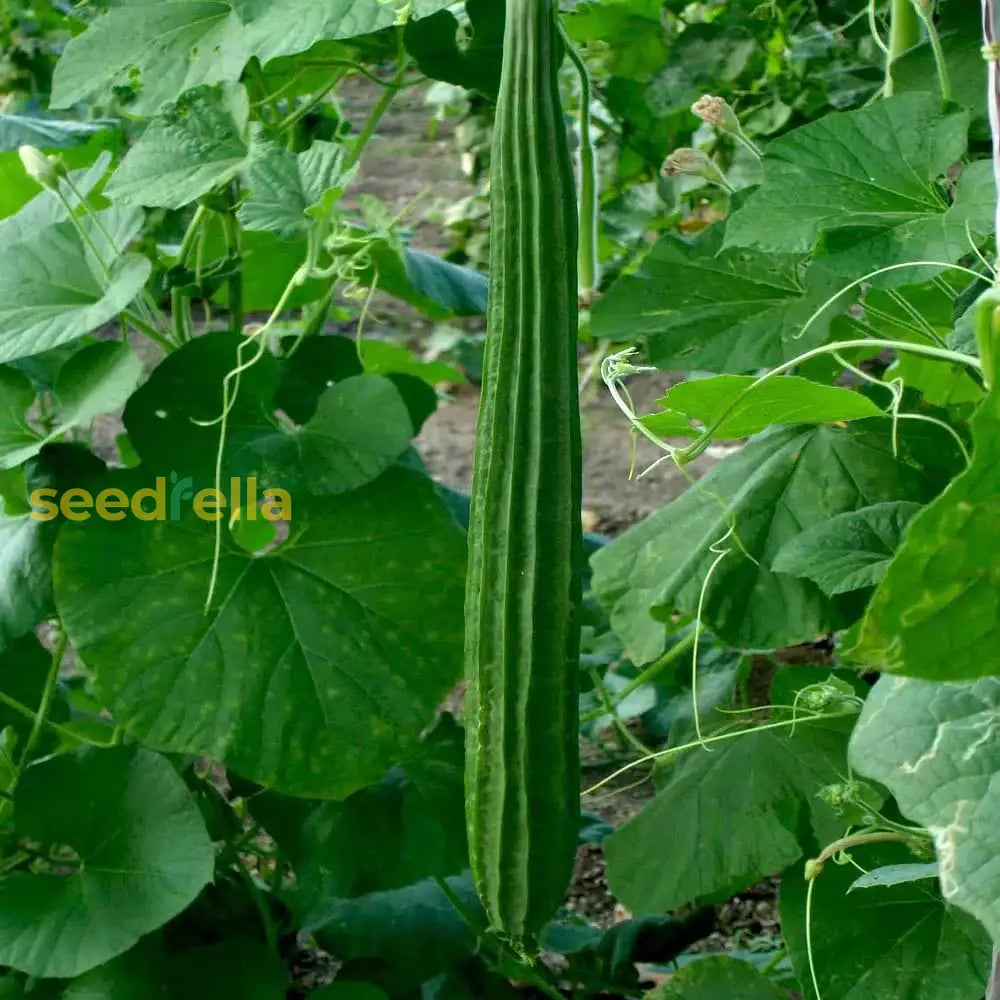 Ridge gourd seeds for planting in home gardens