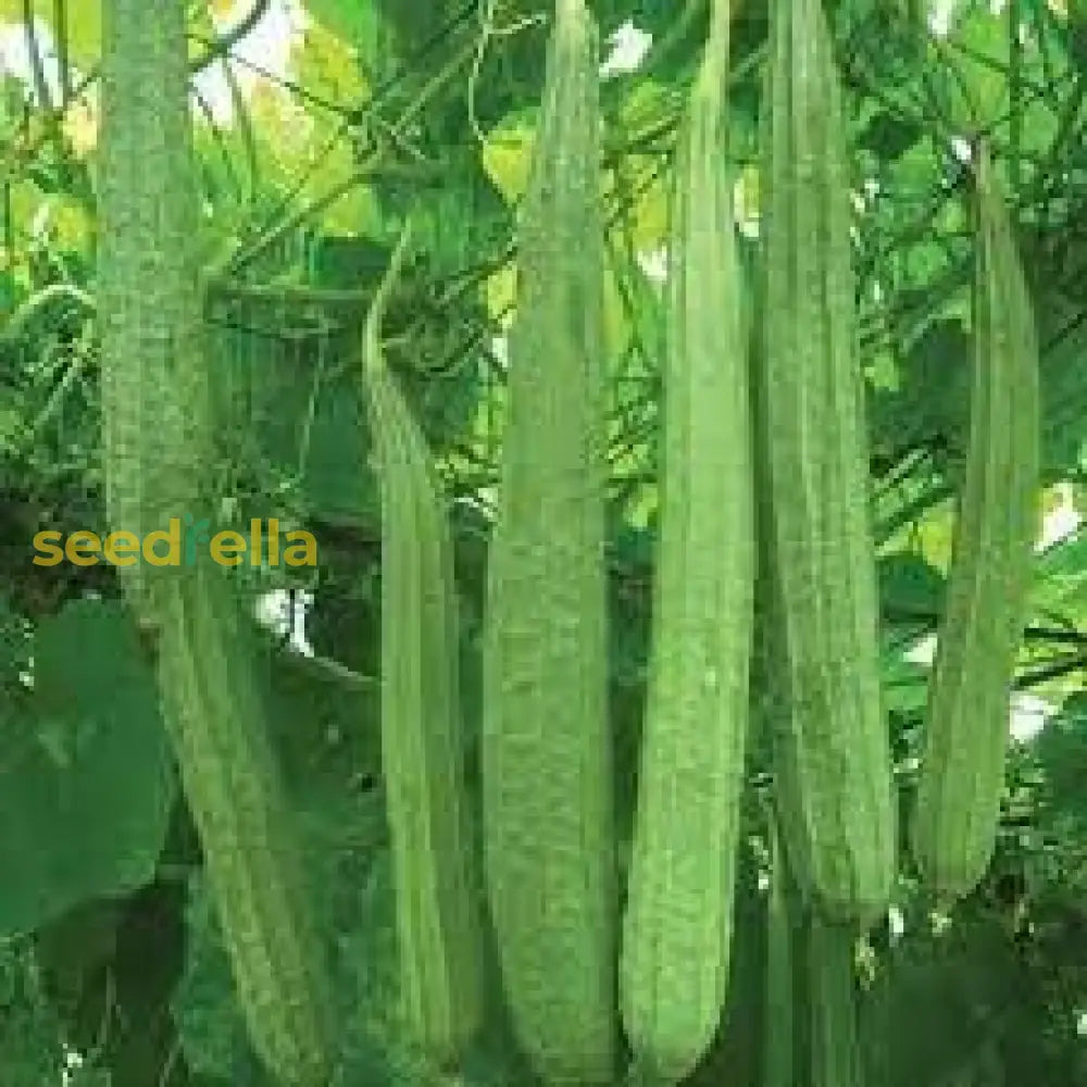 Ridge Gourd Vegetable Seeds For Home Gardening Seeds