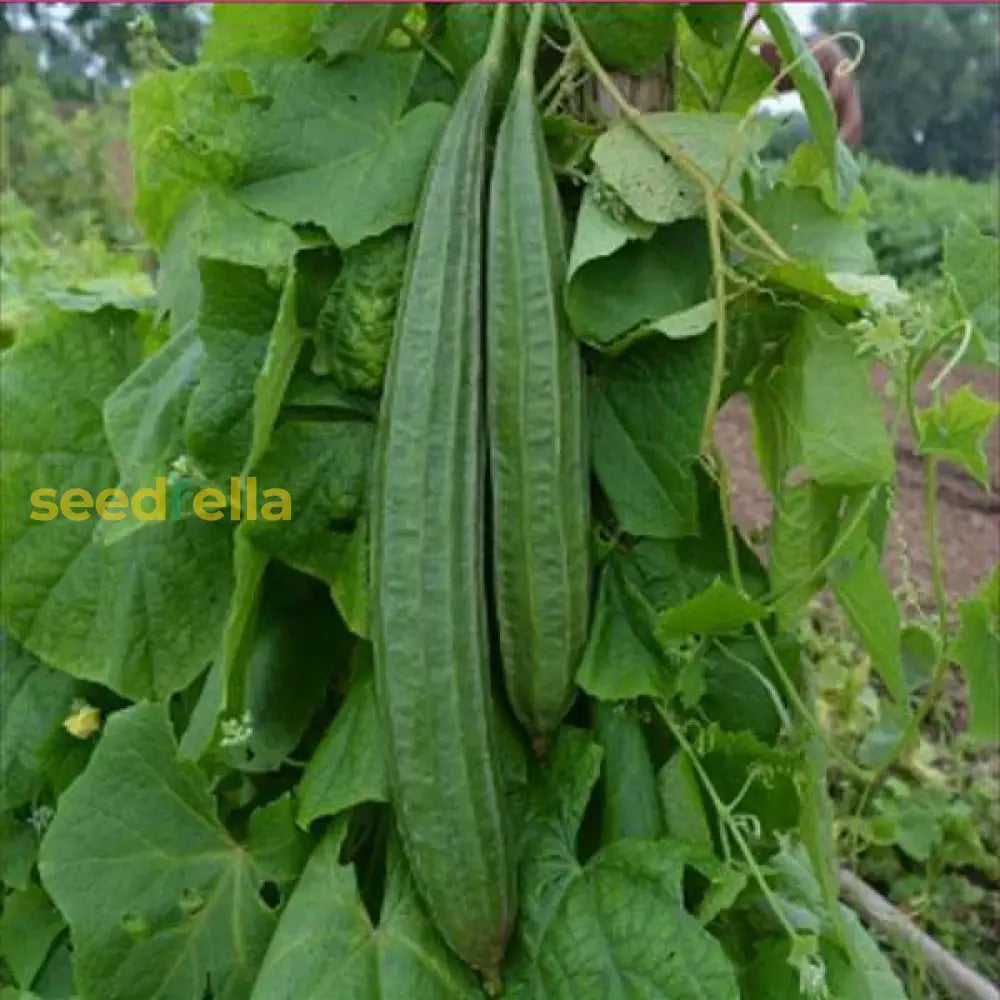 Ridge Gourd Vegetable Seeds For Home Gardening Seeds