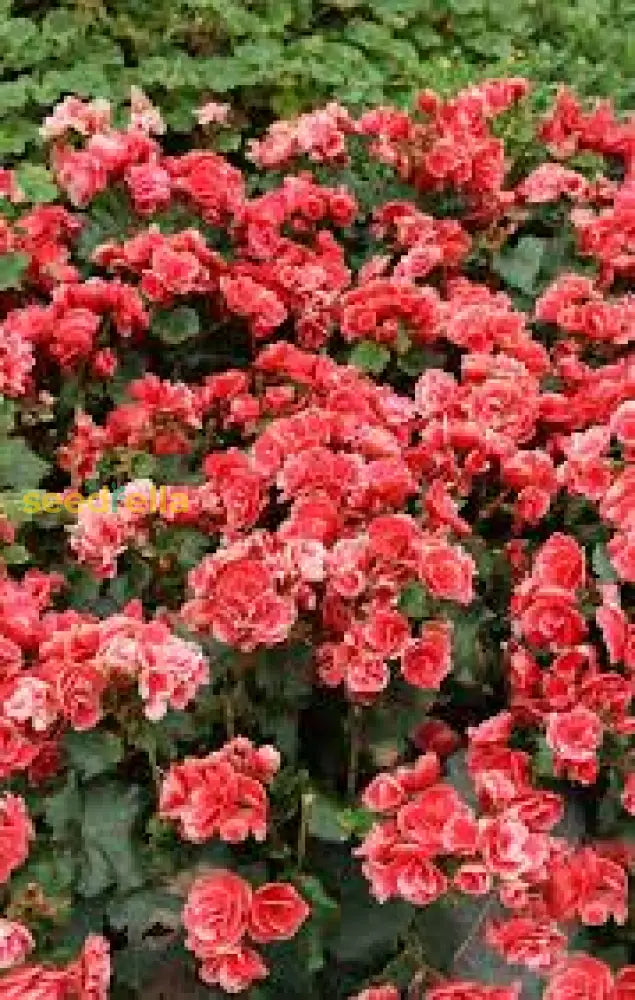 Rieger Begonia Planting Seeds For Colorful Blooms Flower