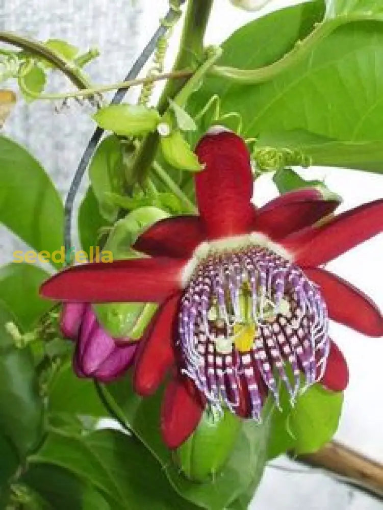 Riesengranadilla Flower Seeds For Planting: Grow Your Own Exotic Passion Fruit Plants!