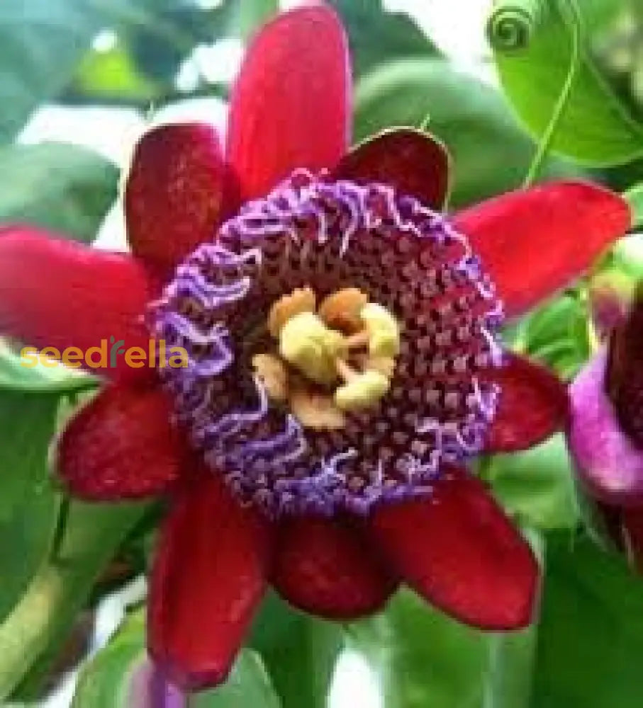 Riesengranadilla Flower Seeds For Planting: Grow Your Own Exotic Passion Fruit Plants!