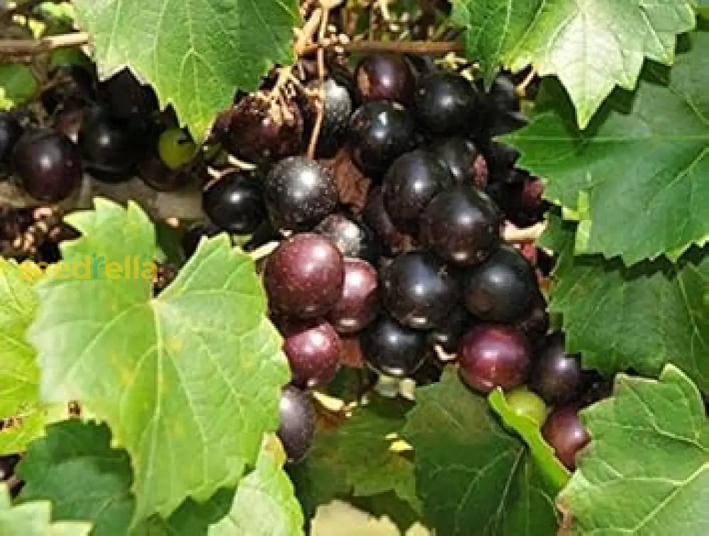 Ripe Black Grapes Growing on the Vine