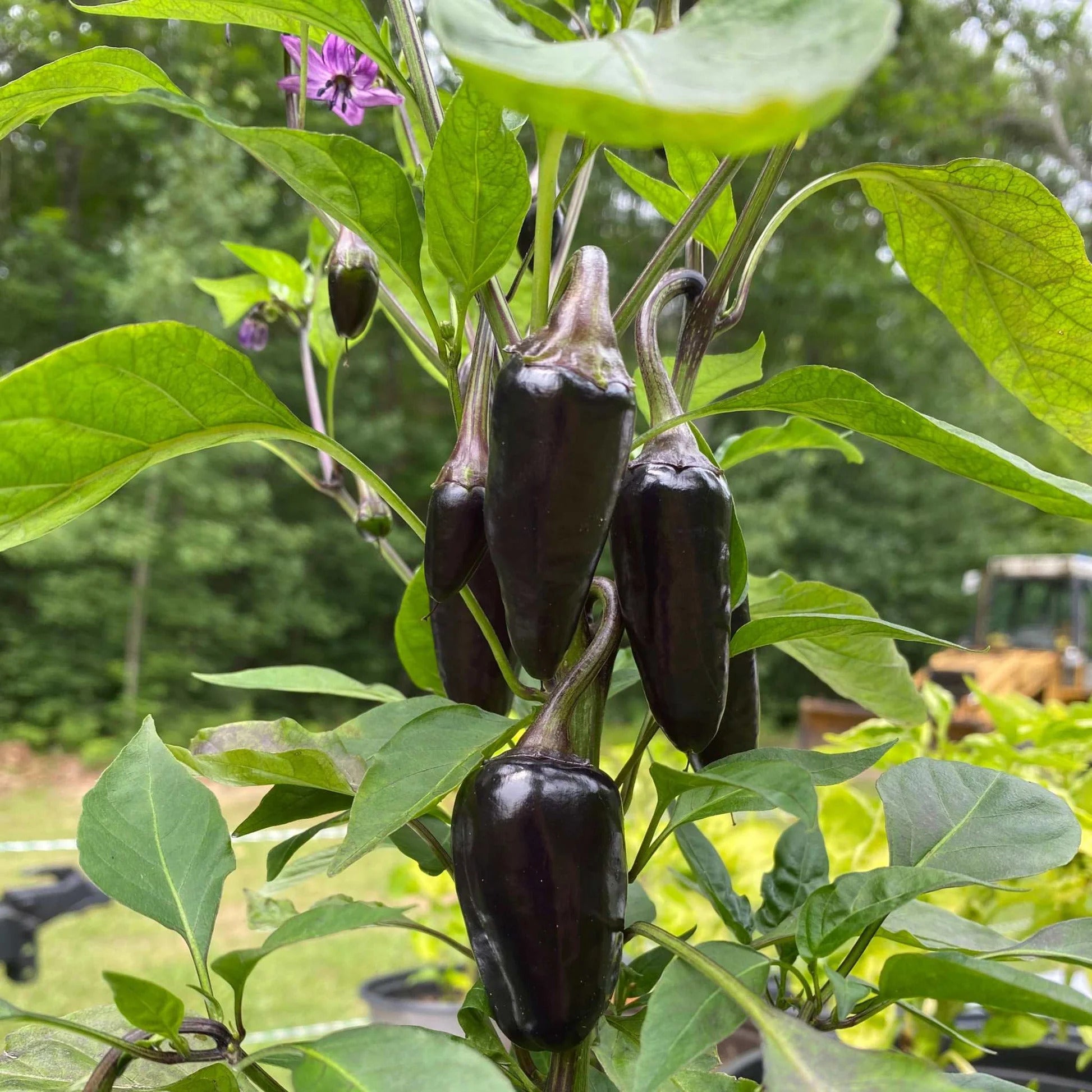 Medium-sized Black Hungarian peppers ready for harvest