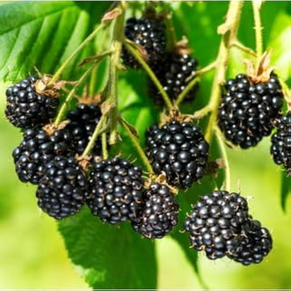 Ripe blackberries growing on bush
