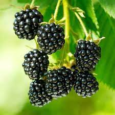 Ripe blackberries growing on lush green vines