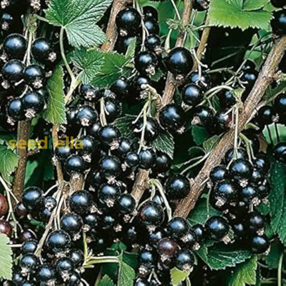Ripe Blackcurrant Berries Ready for Harvest