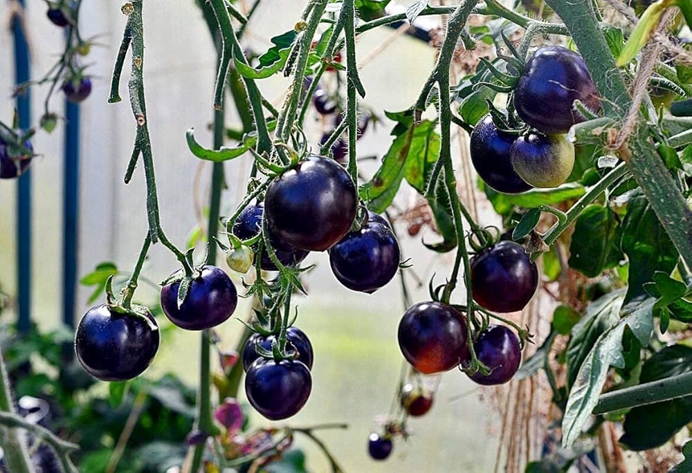 Ripe blue cherry tomatoes on vine