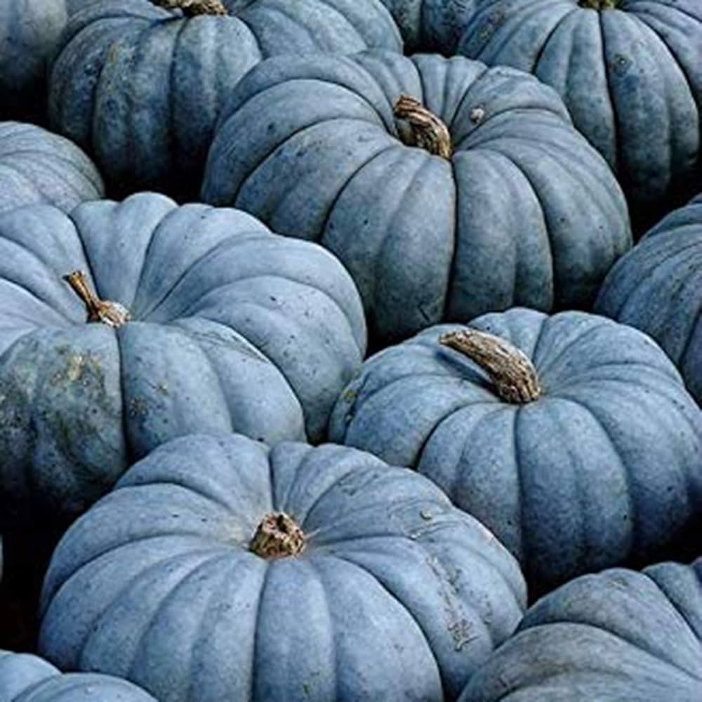 Ripe blue pumpkin on the vine