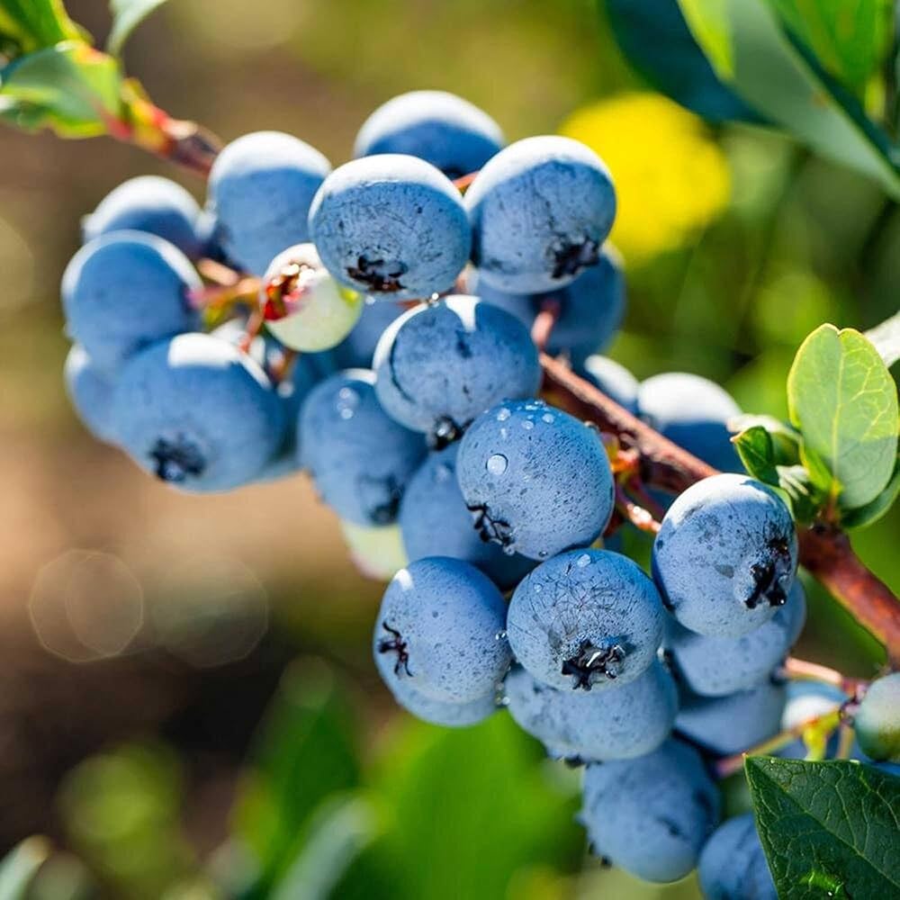 Ripe blueberries growing on bush ready for harvest