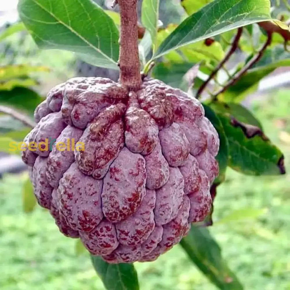 Ripe Burgundy Sugar Apple Fruit Close-up
