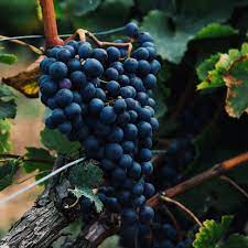 Ripe Cabernet Sauvignon grapes grown from premium seeds