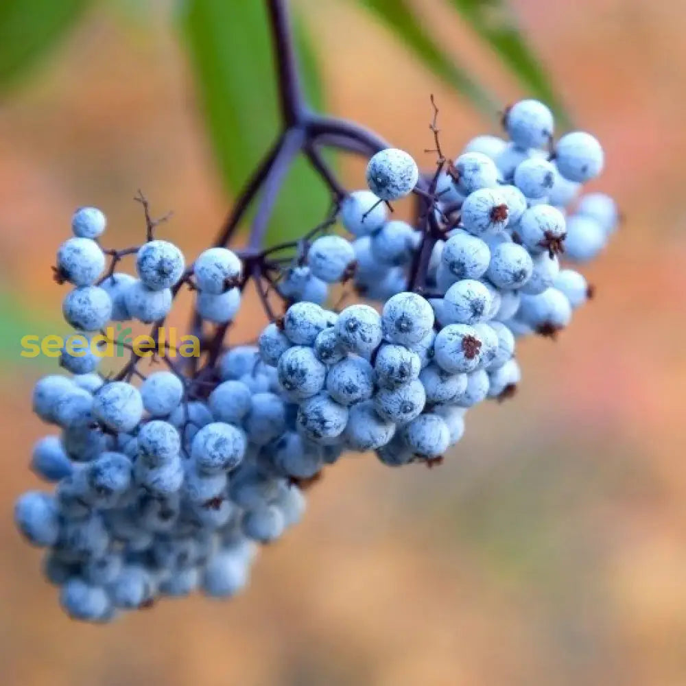 Ripe Blue Canadensis Fruit Pods Close-up