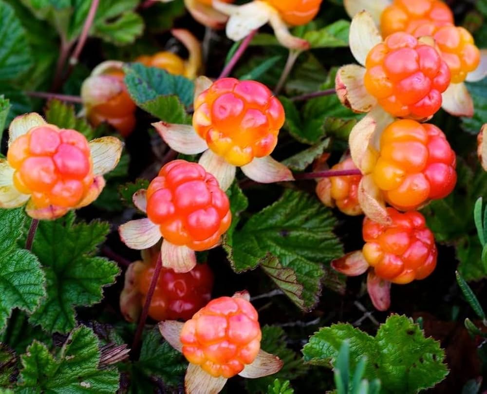 Ripe golden cloudberries ready for harvest