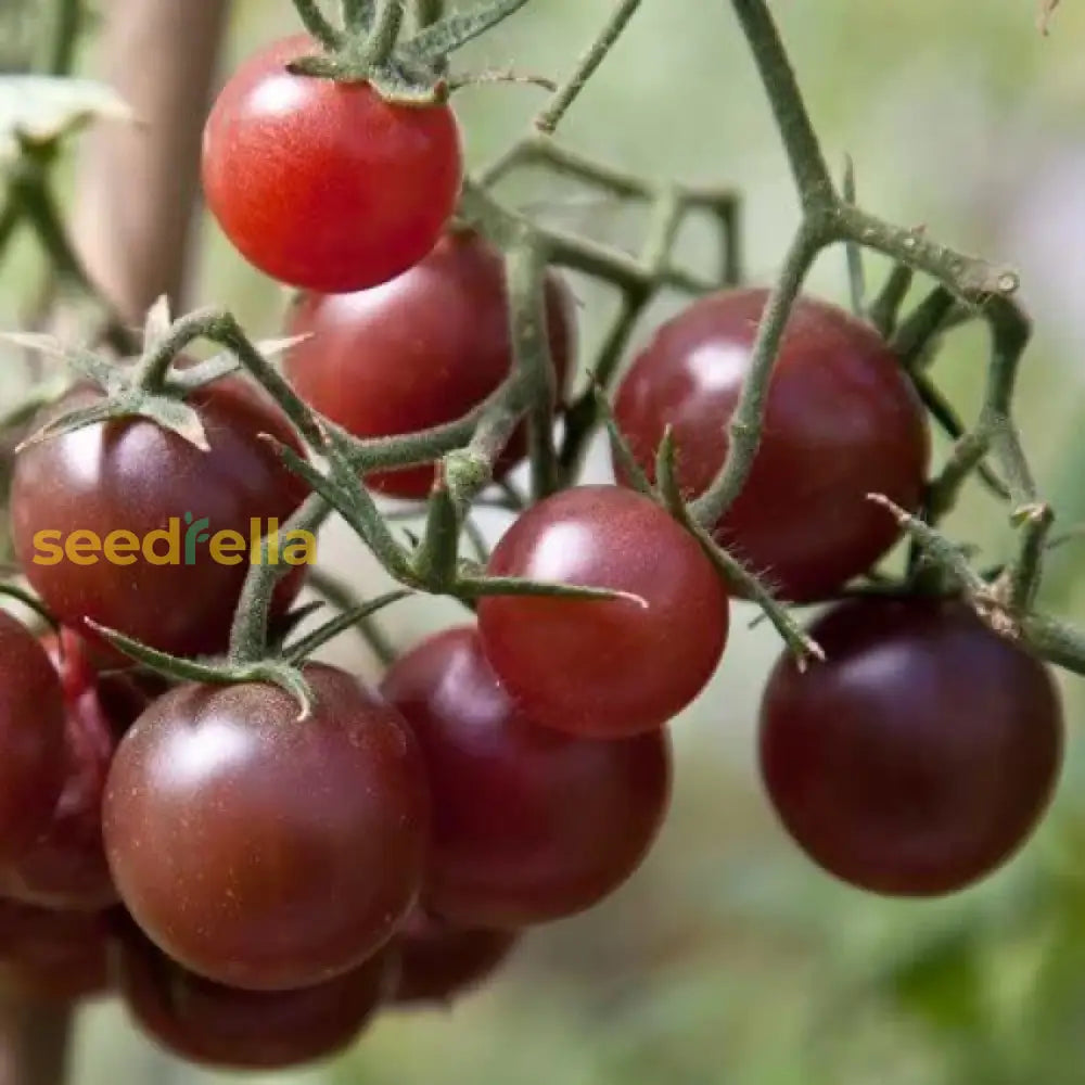 Ripe dark heirloom tomatoes on a plant