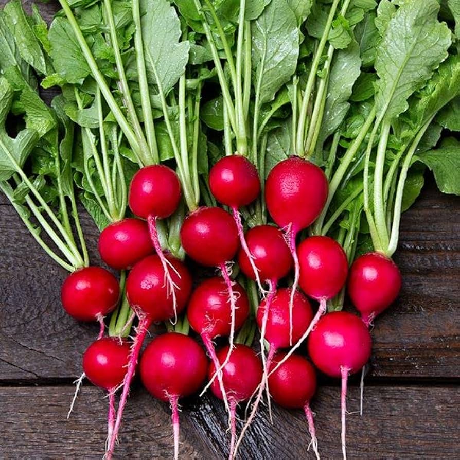 Ripe dark pink radishes in garden