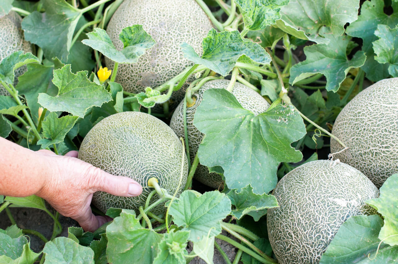 Ripe Fortuna melons ready for harvest