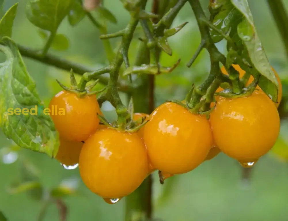 Ripe gold tomatoes on the vine