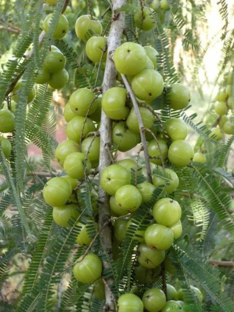 Ripe green and red Gooseberries on healthy bush