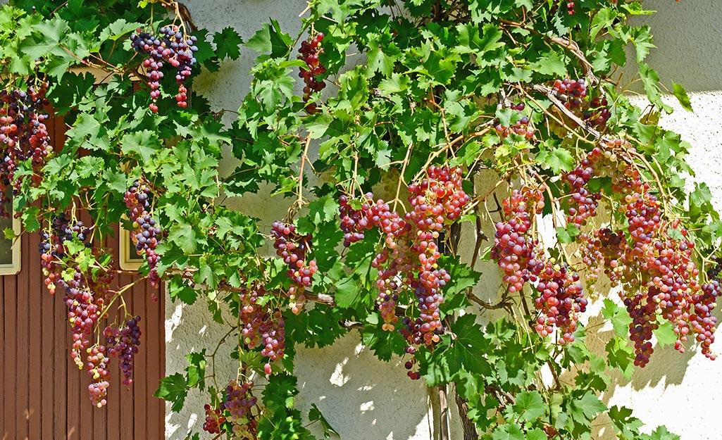 Ripe green and red grapes growing on healthy vine