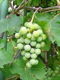 Ripe green grape clusters ready for harvest