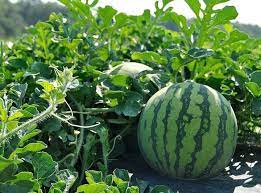 Ripe green watermelon growing on healthy vine