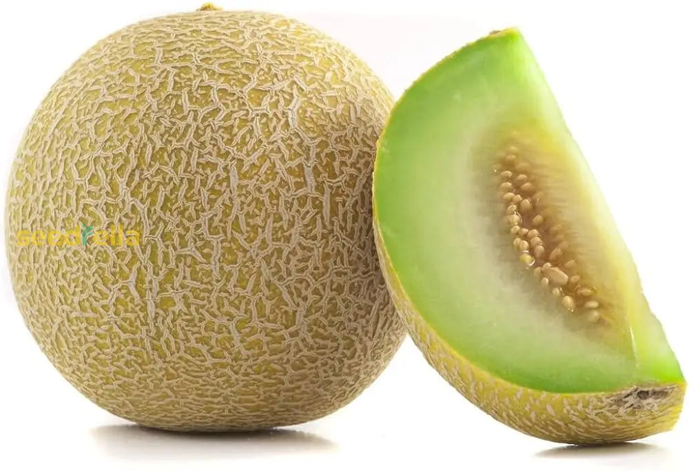 Ripe Green Honeydew Melon Grown from Seeds