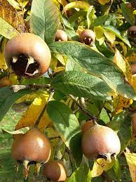 Ripe brown medlar fruits ready for harvest