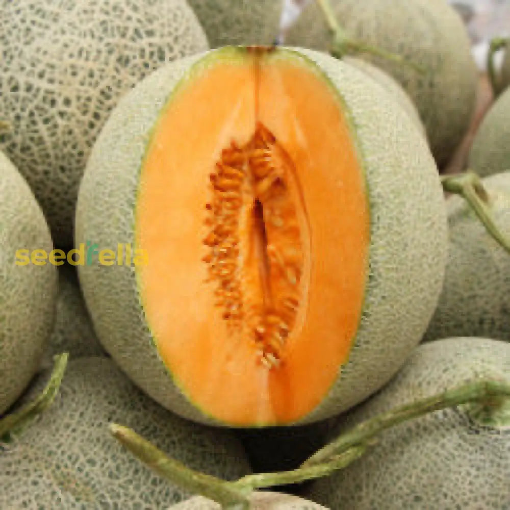 Ripe Orange Cantaloupe on Vine Ready for Harvest