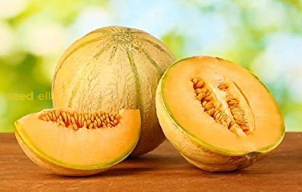 Ripe Orange Muskmelon Fruit from Home Garden