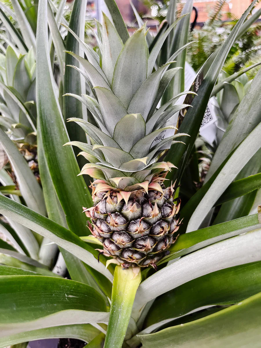 Ripe golden pineapples ready for harvest