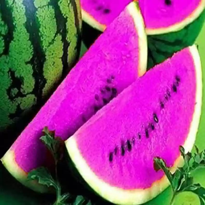 Ripe pink watermelon fruit with sweet juicy flesh