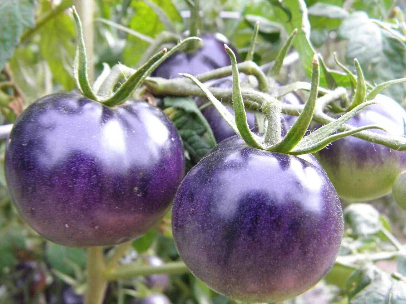 Ripe purple tomatoes in garden