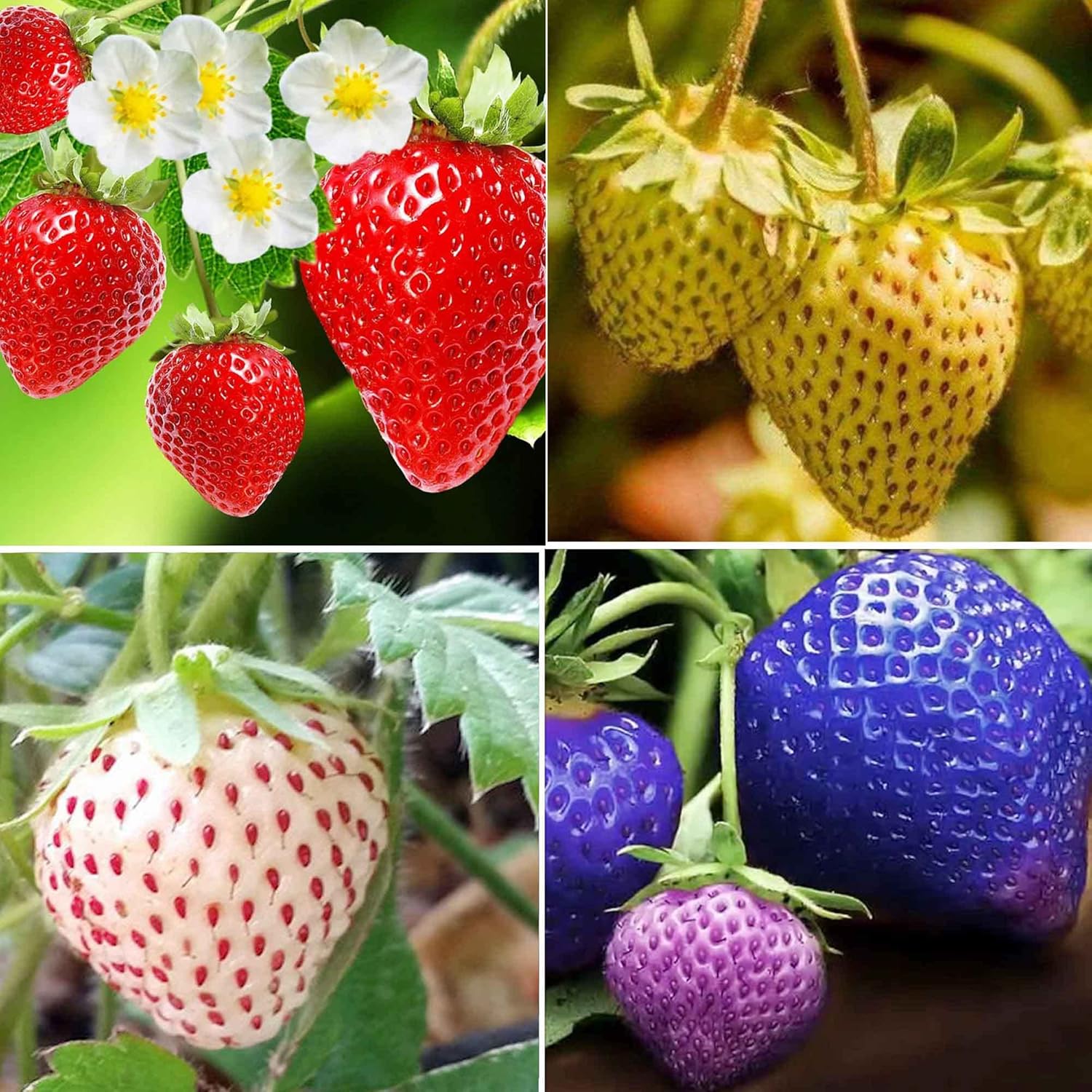 Ripe rainbow strawberries in multiple colors