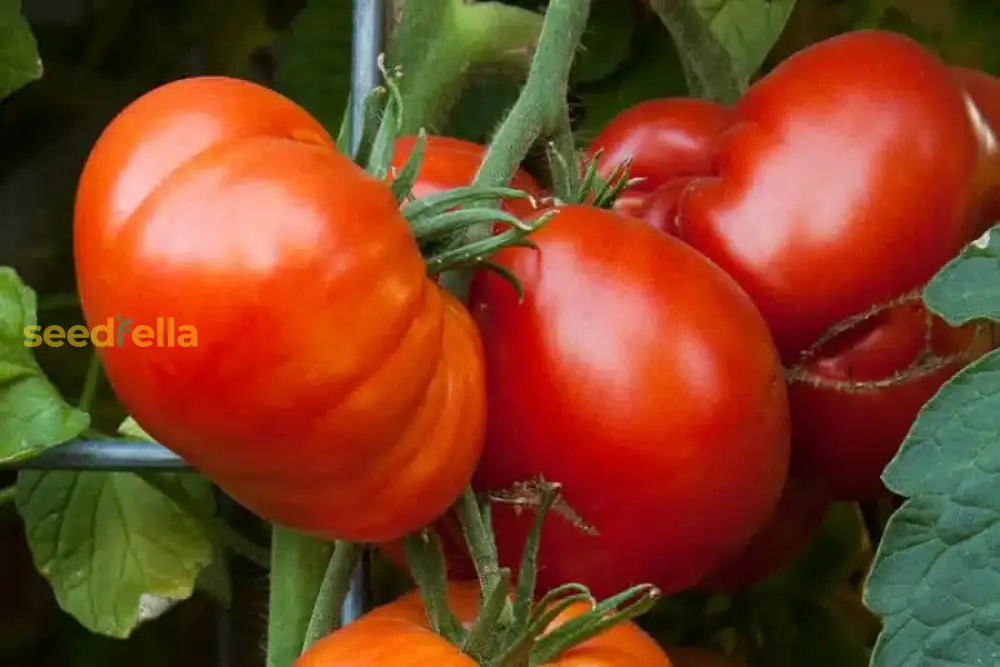 Ripe red Beefmaster tomatoes on a plant