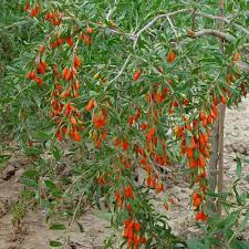 Ripe red Goji berries growing on bush