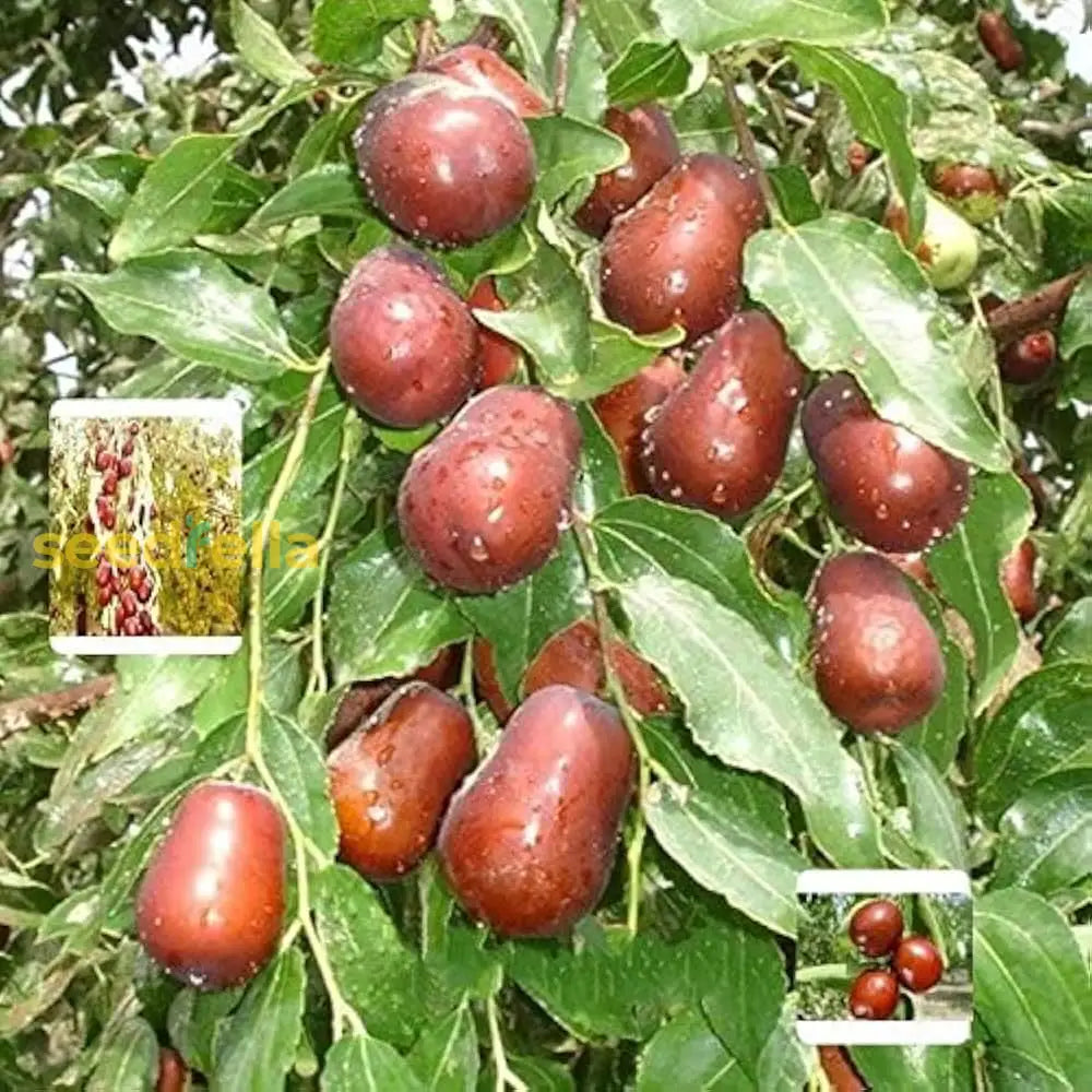 Ripe Red Jujube Fruits on Branch