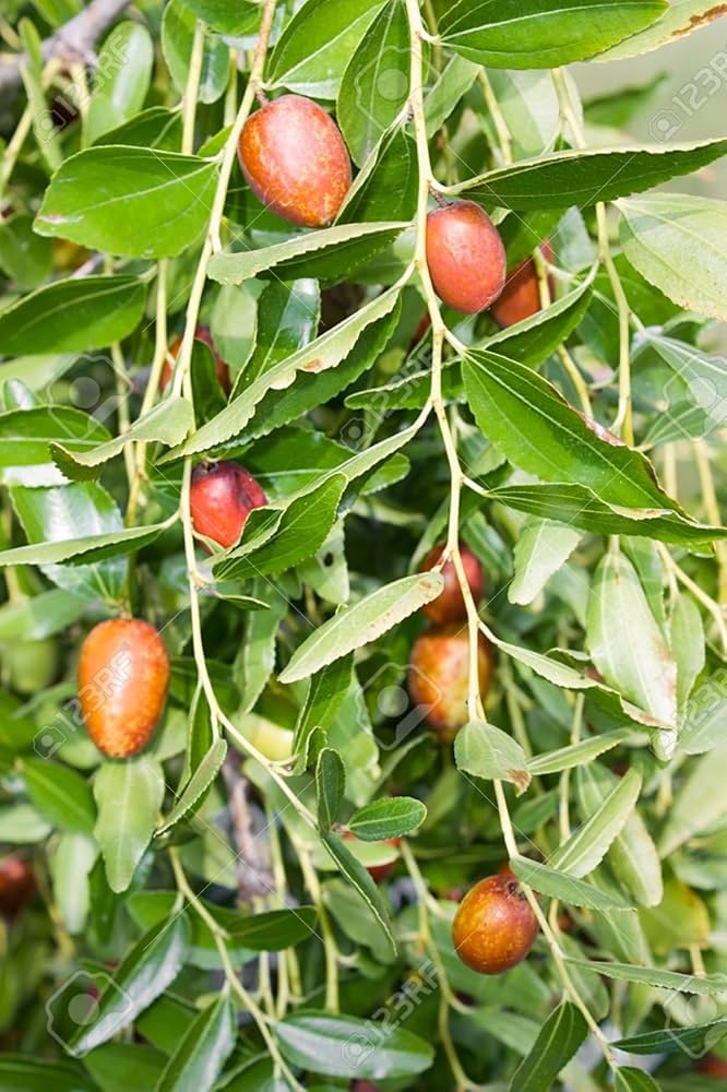 Ripe red-brown jujube fruits on tree branches