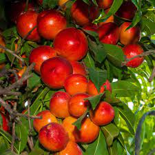 Ripe red nectarines growing on fruit tree