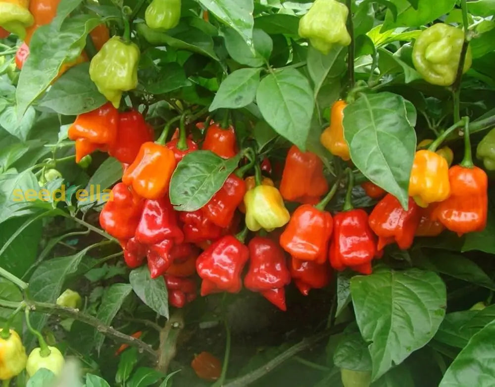 Ripe red Scorpion pepper pods harvest