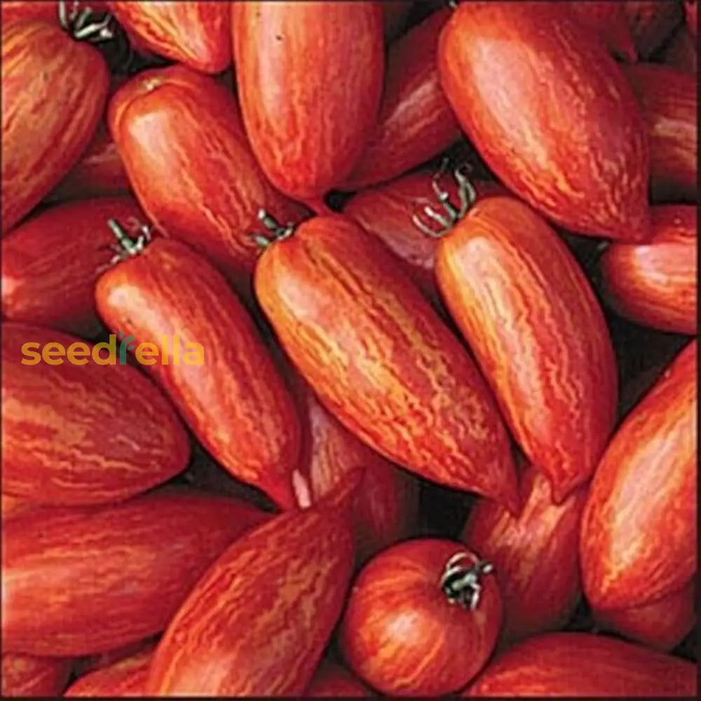 Ripe Red Speckle tomatoes harvested