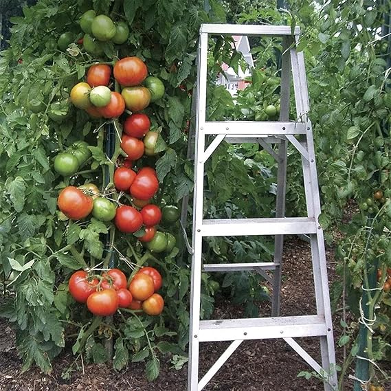Ripe tomatoes ready for harvest