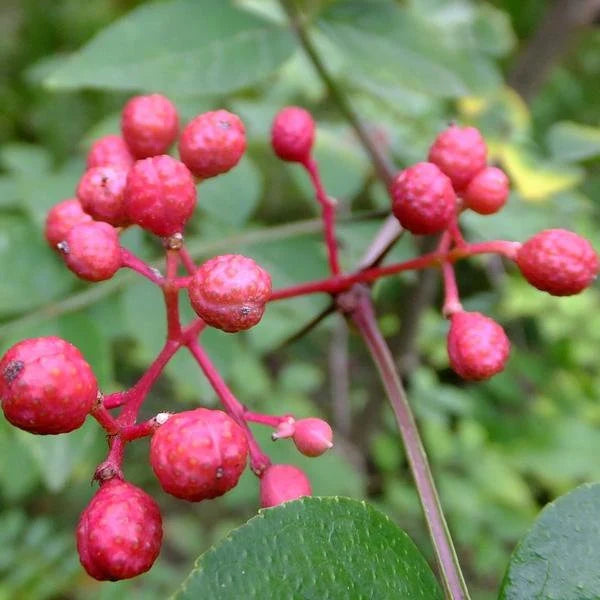 Ripe red Zanthoxylum fruits growing on tree