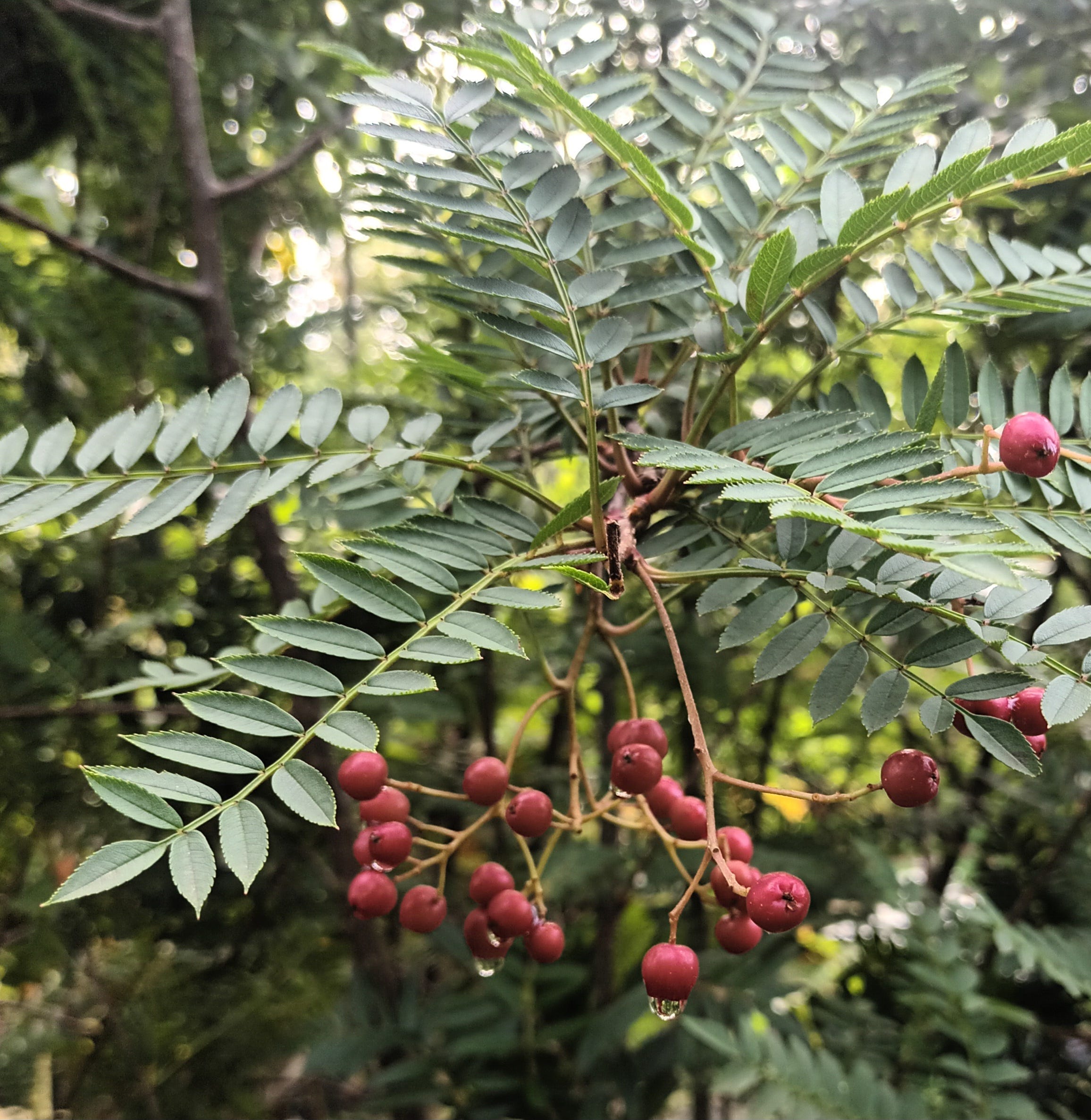 Ripe orange-red sorbus berries ready for harvest