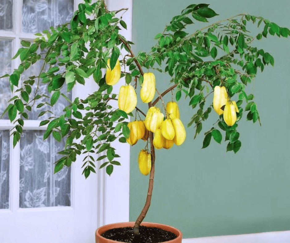 Ripe golden star fruits growing on tree