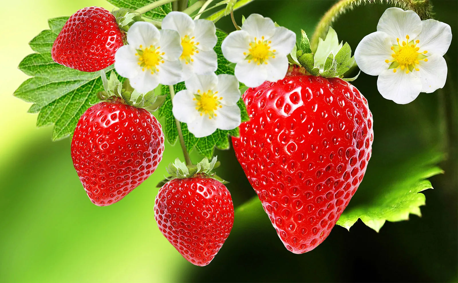 Ripe strawberries growing in home garden bed