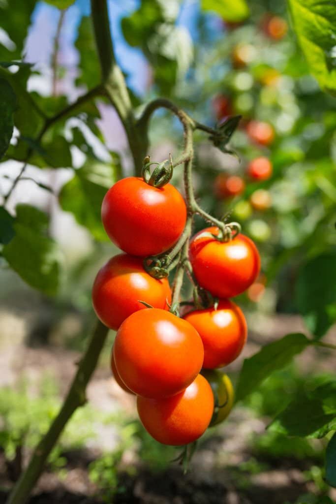 Ripe Tomato fruits ready for harvest